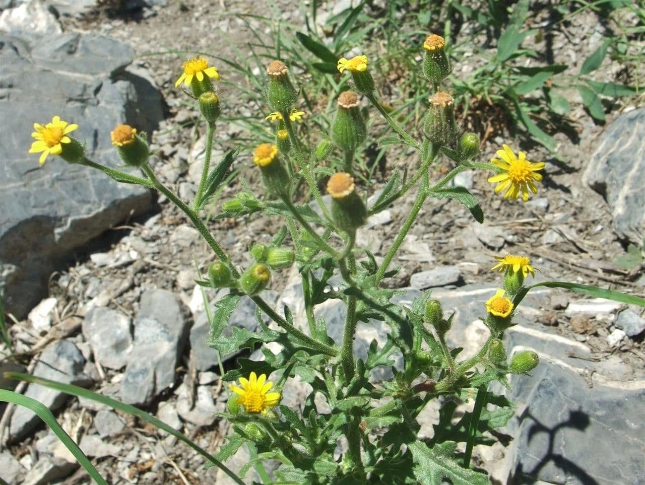 Séneçon visqueux 13