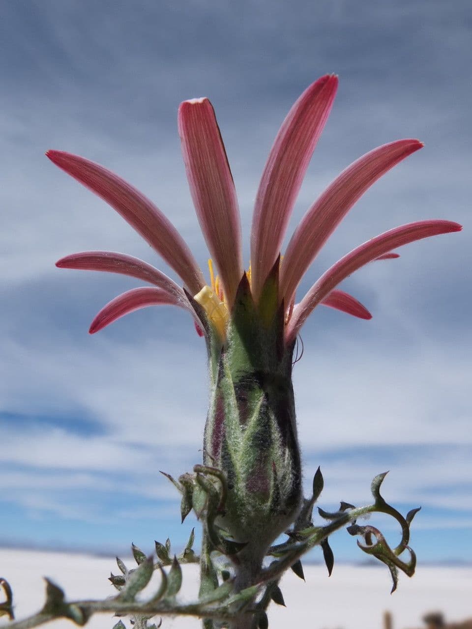 Mutisia 5