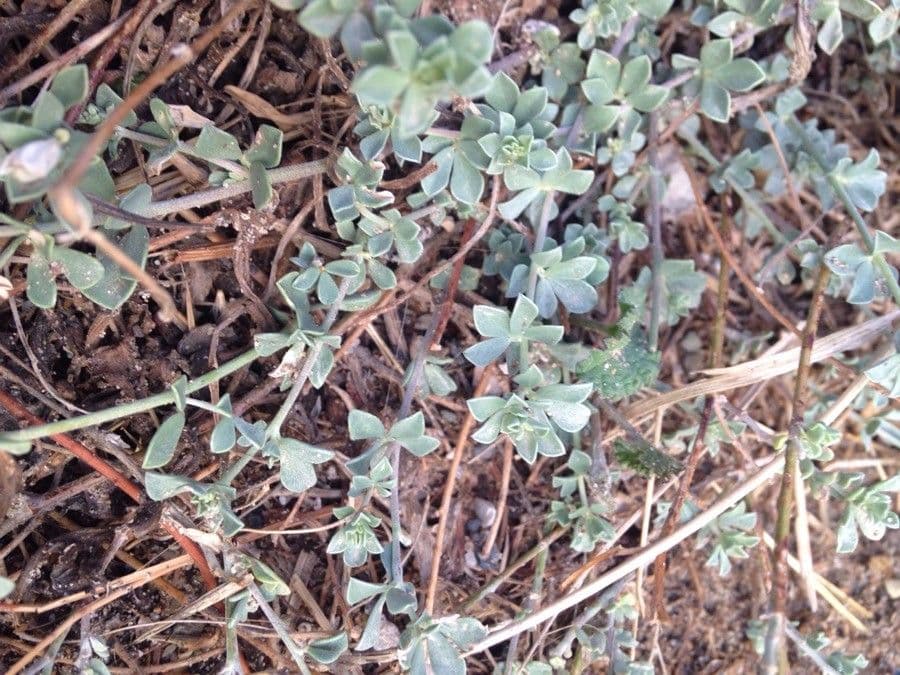 Lotus cytisoides 19