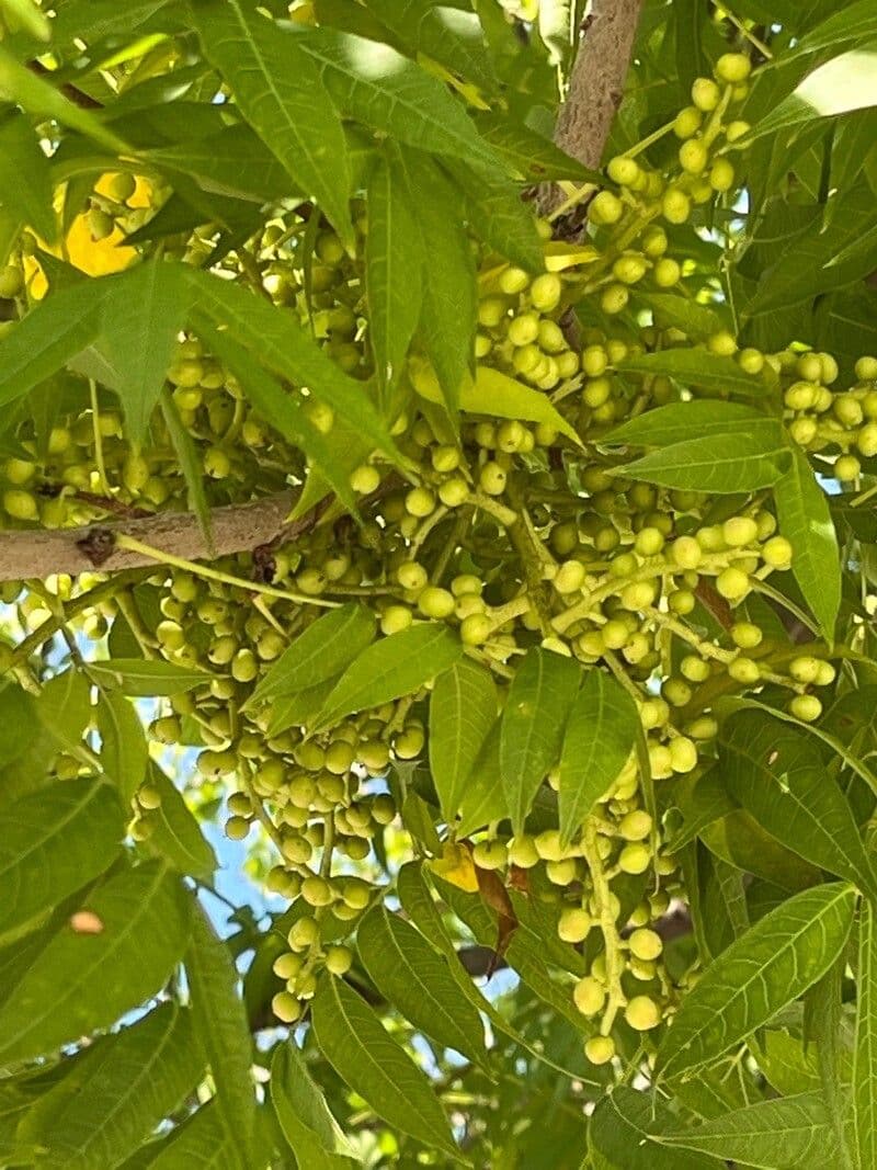 Phellodendron amurense 3