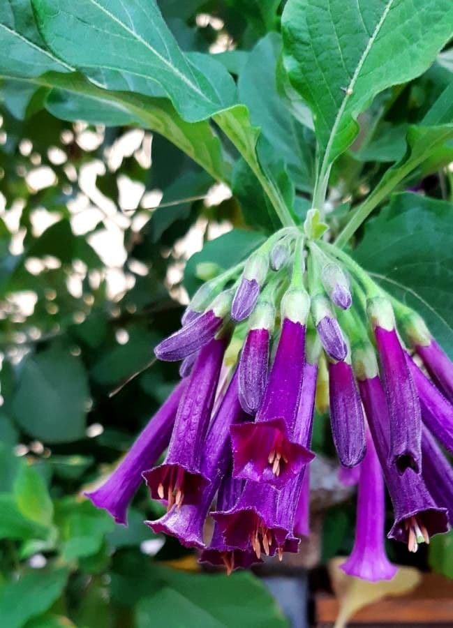 Iochroma 6