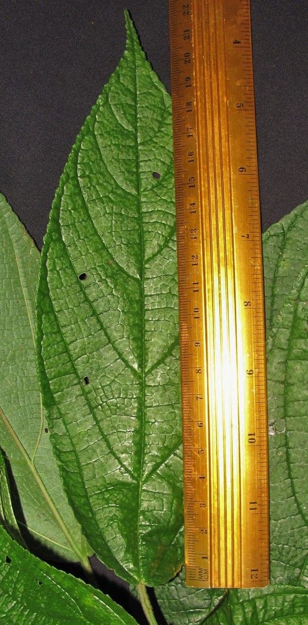 Urera simplex 14
