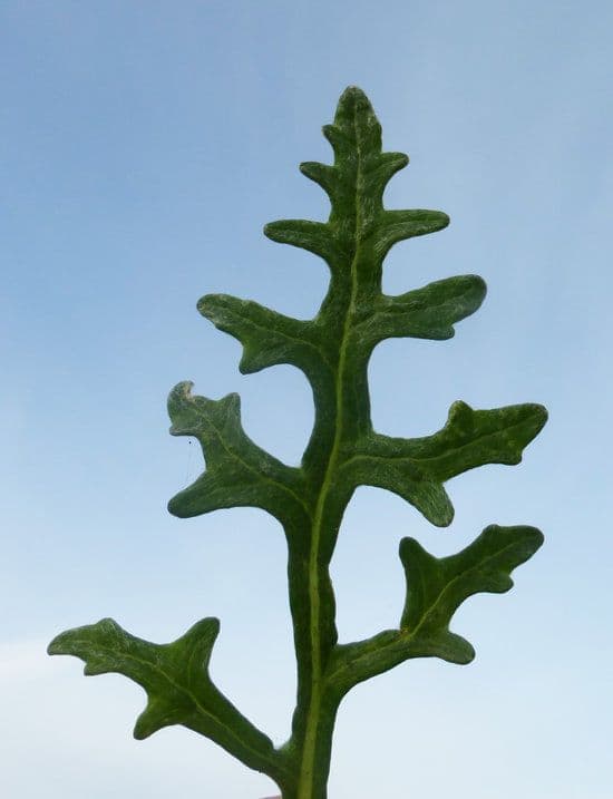 Eriophyllum 14