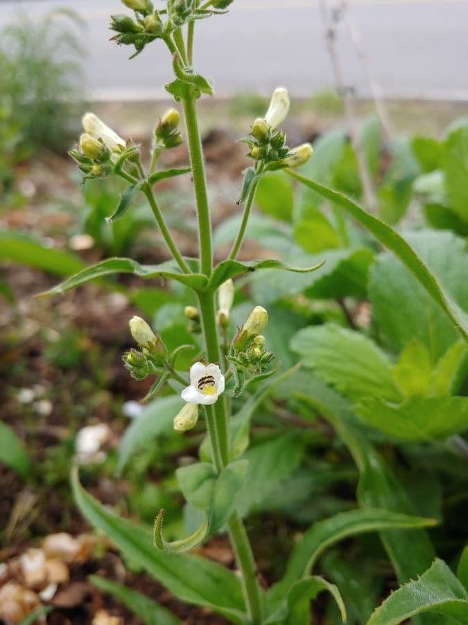 Penstemon pallidus 5