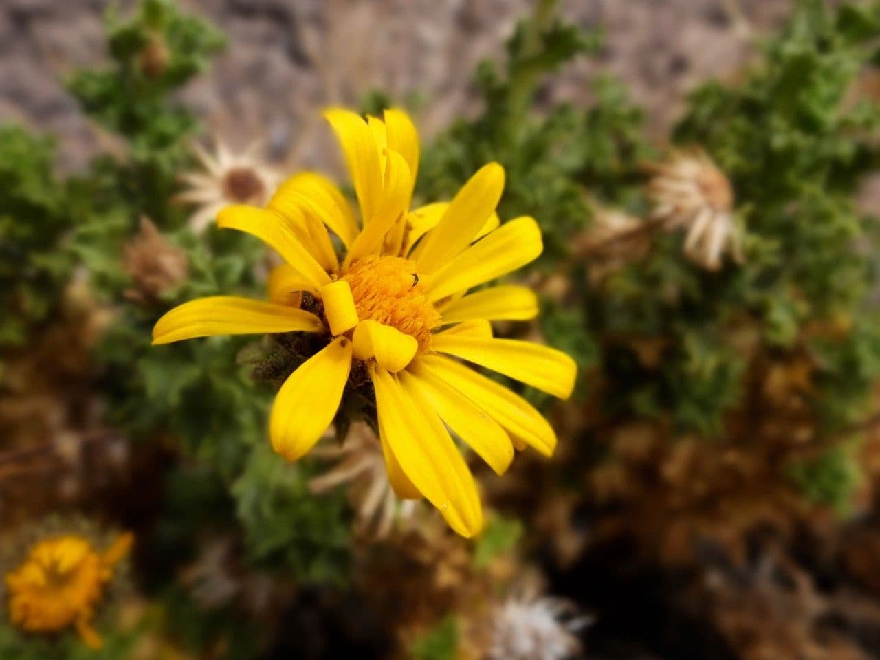 Haplopappus