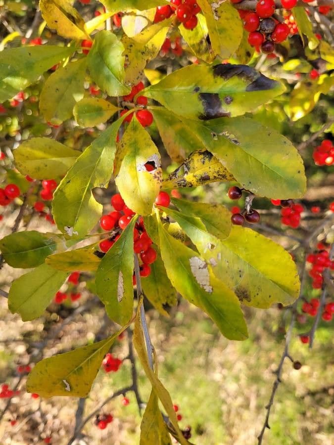 Ilex decidua 16