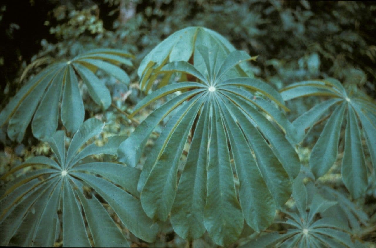 Musanga cecropioides