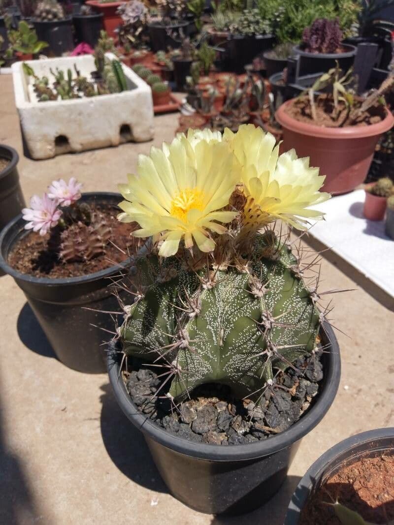 Cactus 4