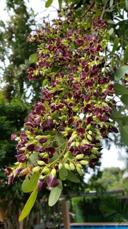 Dalbergia 3