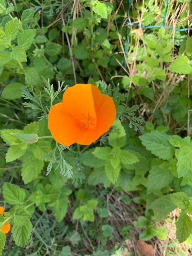 Esparsette-Mohn 4