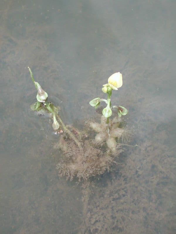 Utricularia foliosa 8