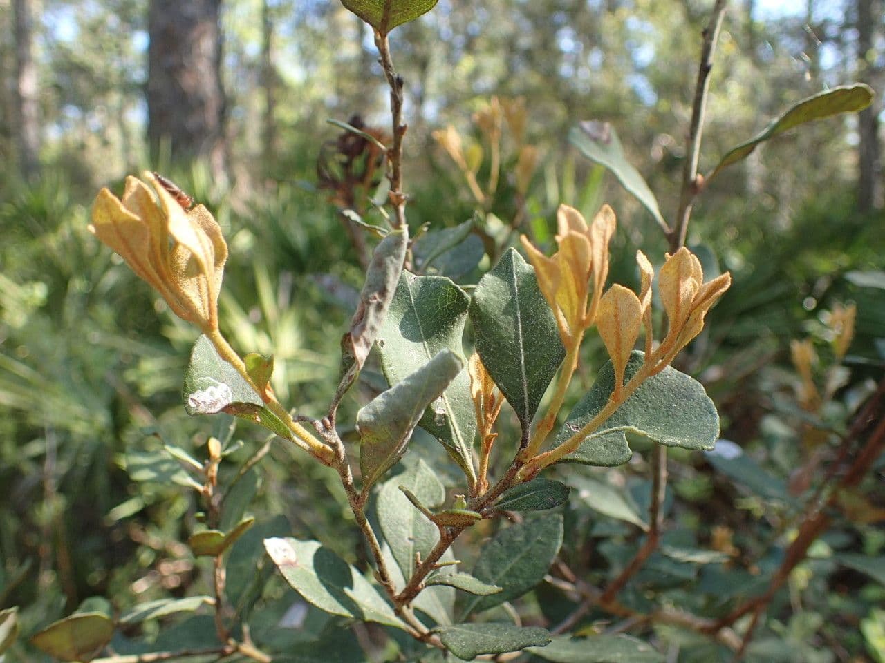 Lyonia rezavá 5