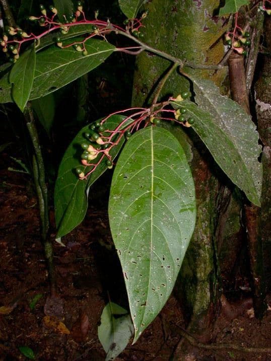 Aiouea 5