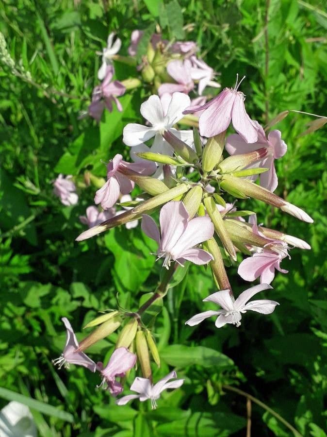 Saponaria comune 6