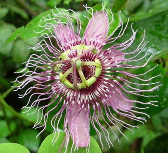 Passiflora