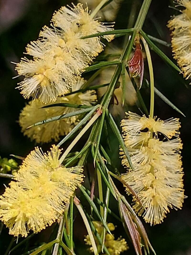 Acacia
