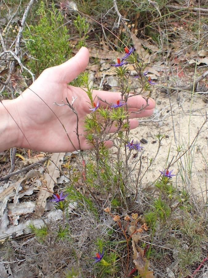 Calectasia 7