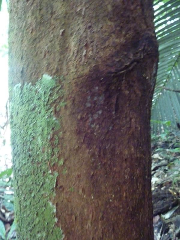 Richeria grandis 4