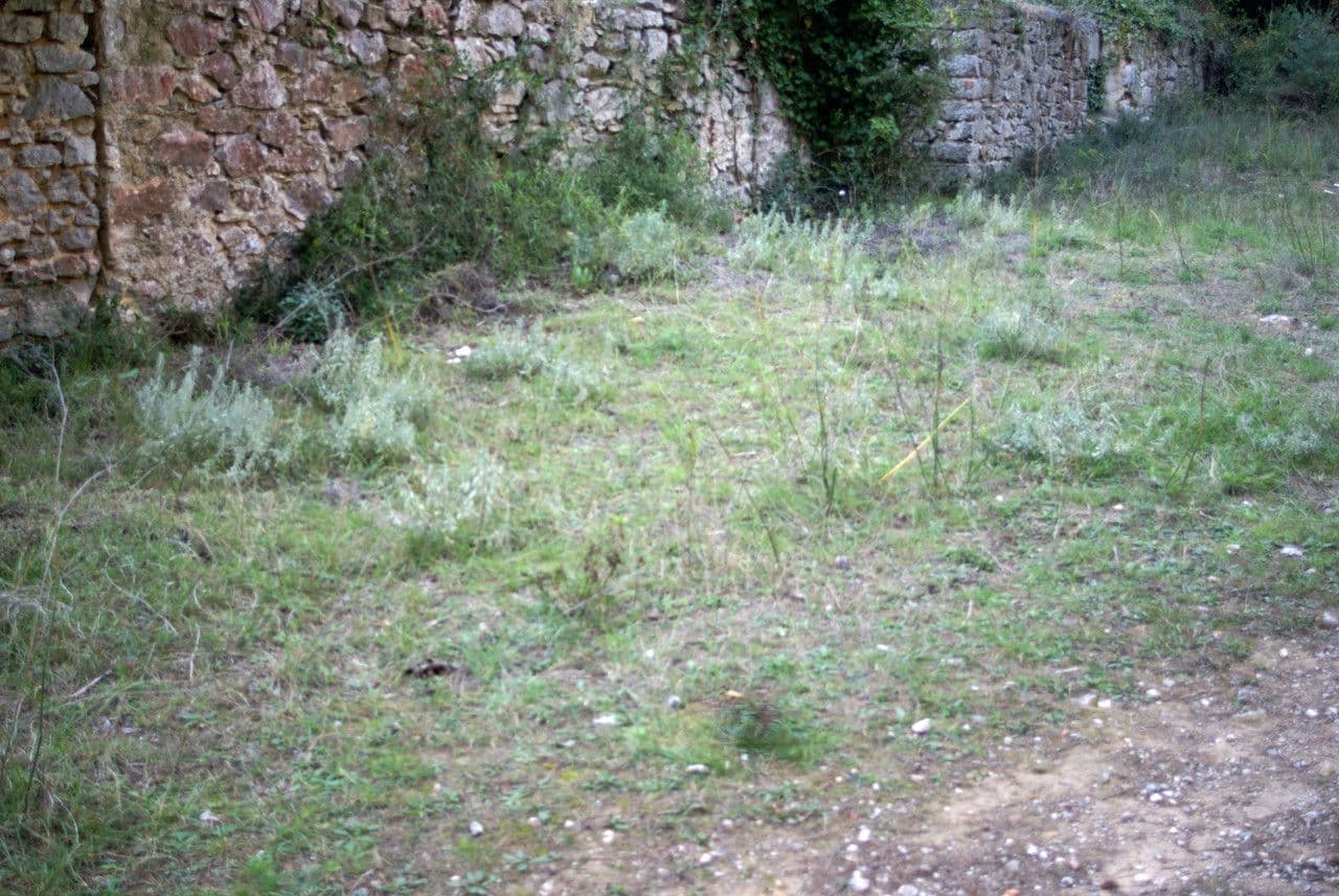 Pryšec chlupatý 11