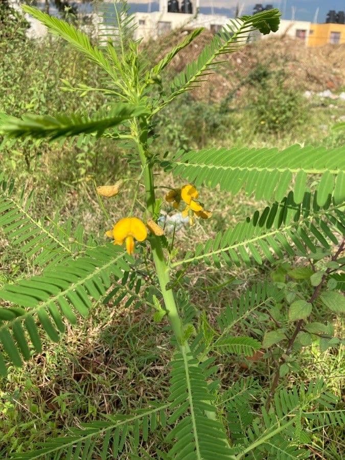Sesbania herbacea 9
