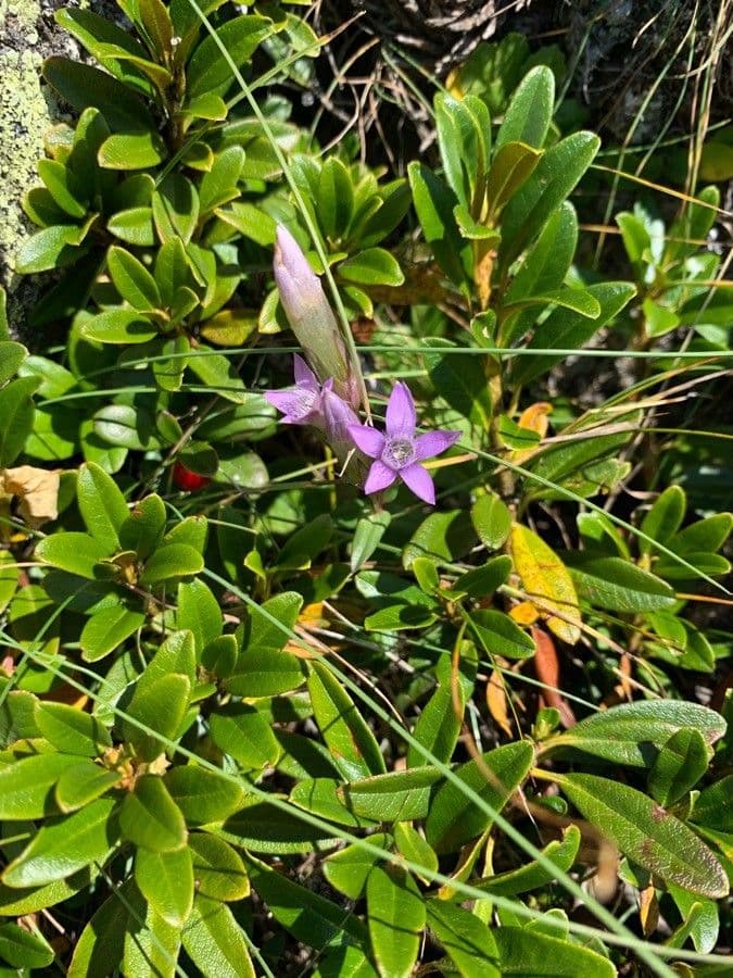 Genzianella ramosa 6