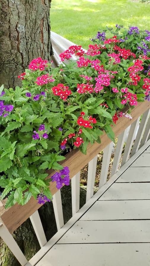 Verbena ibrida 2