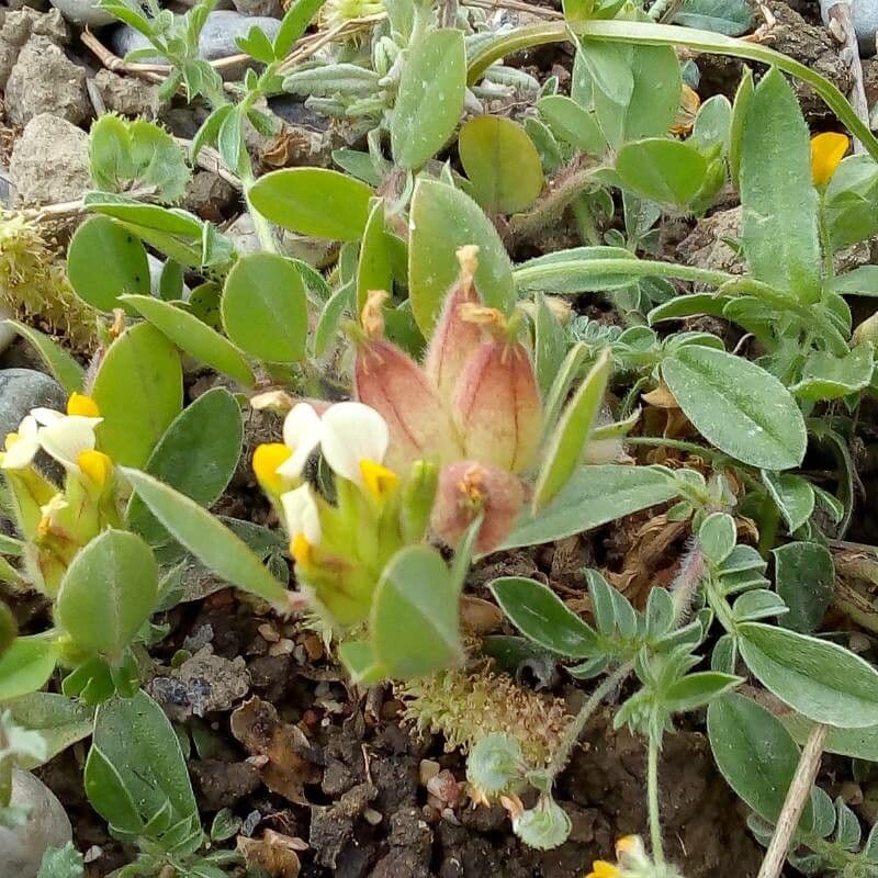 Tripodion tetraphyllum 14