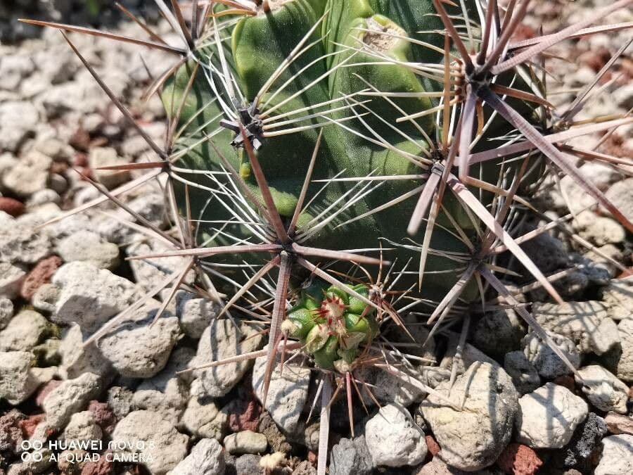 Cactus a botte uncino