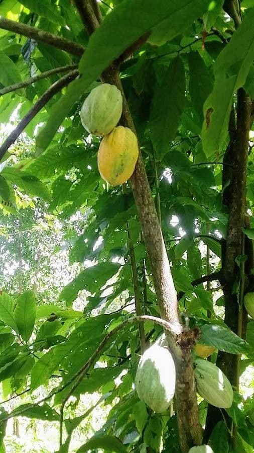 Cacao 4