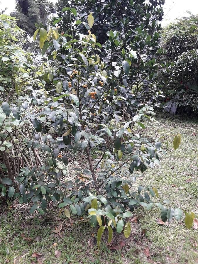 Garcinia 10