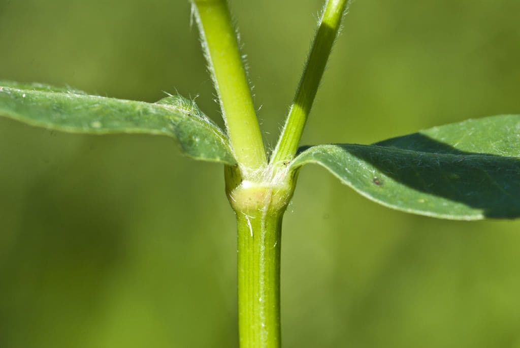 Erba alligatore 18