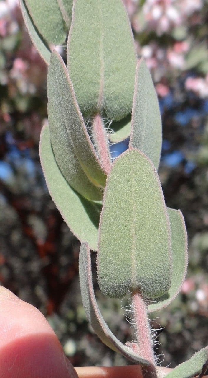 Arctostaphylos 7