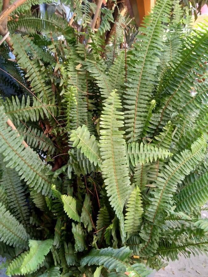 Nephrolepis cordifolia 12