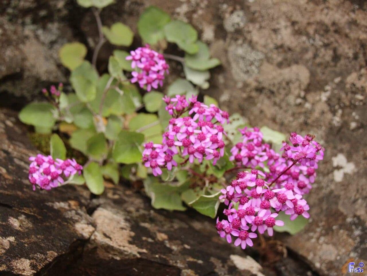 Pericallis 7