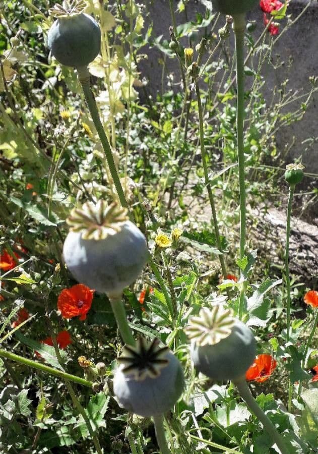 Schlafmohn 3