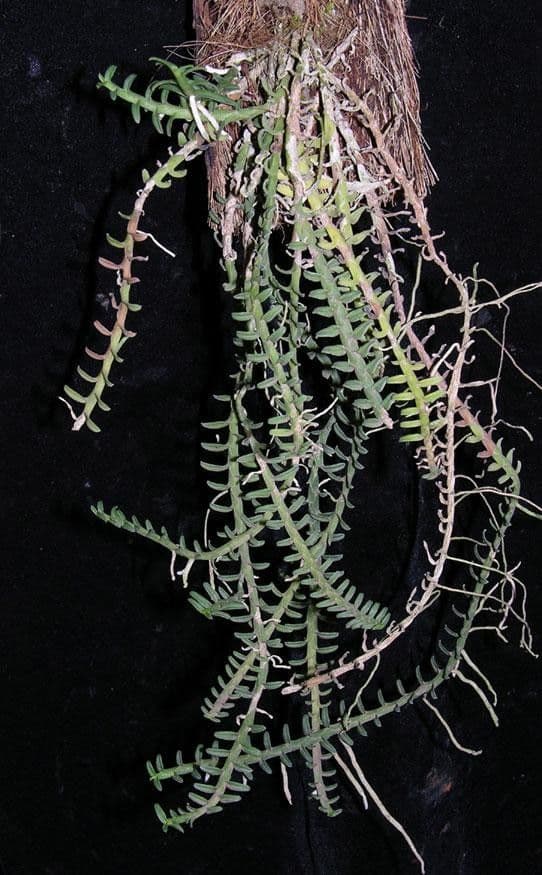 Dichaea