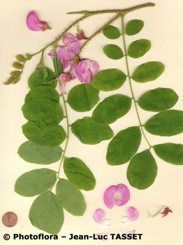 Robinia ispida 27