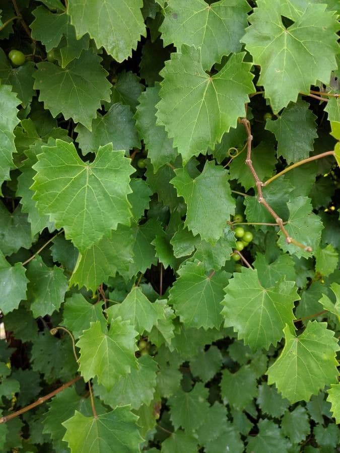 Vite rotondifolia 19