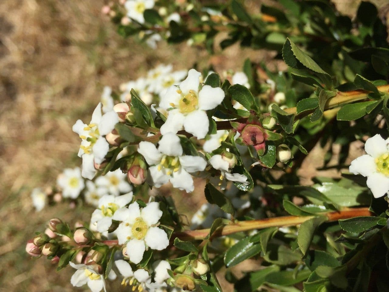 Escallonia 11