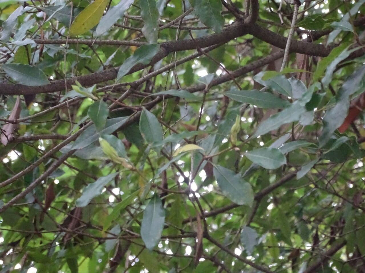Terminália 8