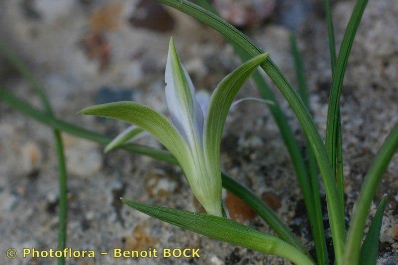 Romulea 17