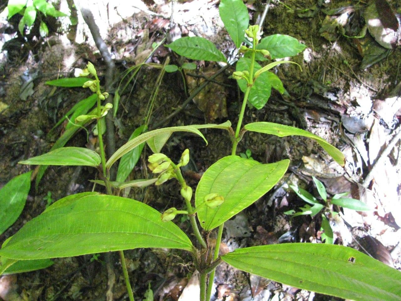Miconia 23