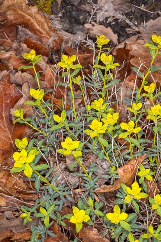 Euphorbia 19