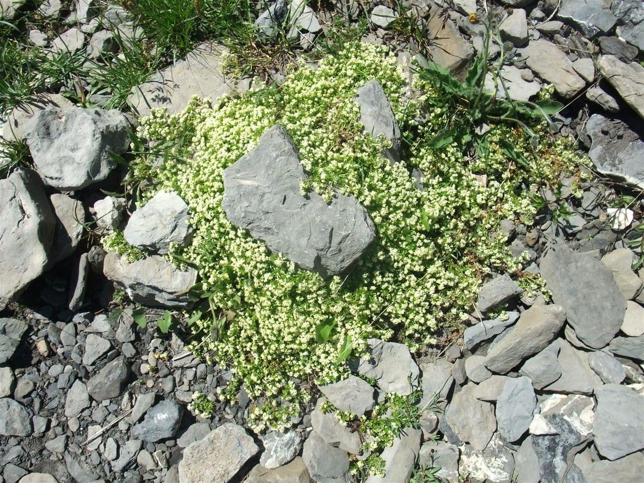 Großsamiges Galium 9