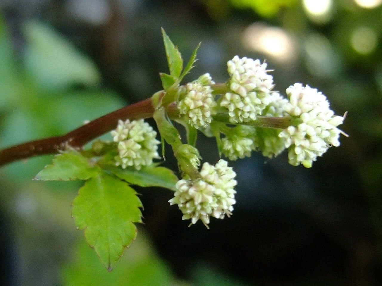 Sanikula 2