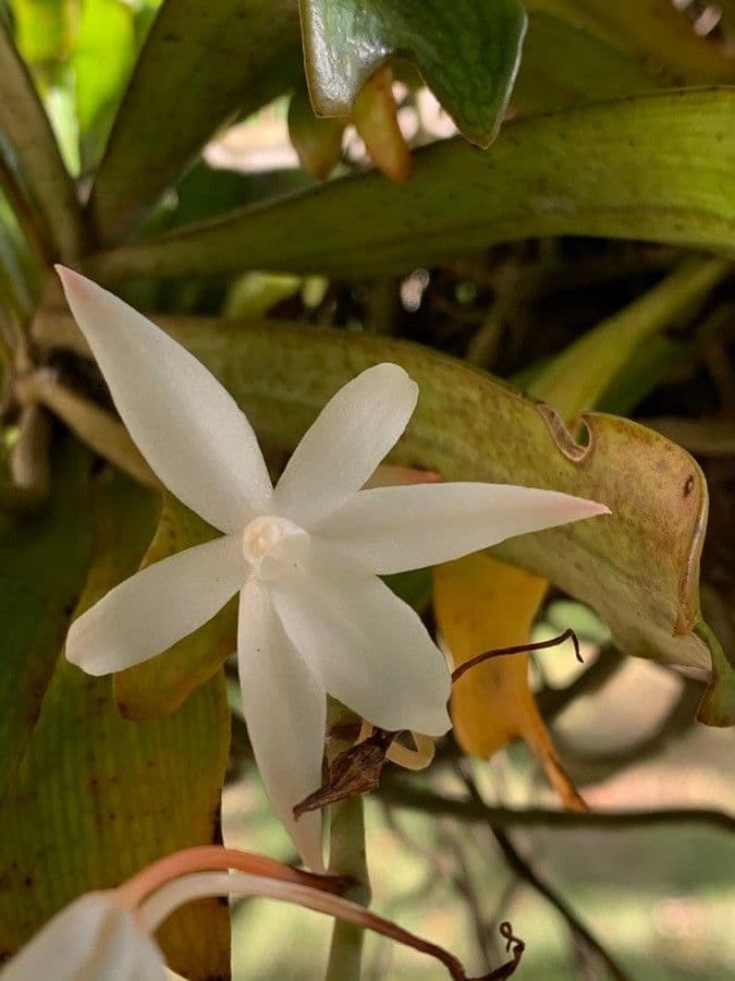 Aerangis bilobato 2
