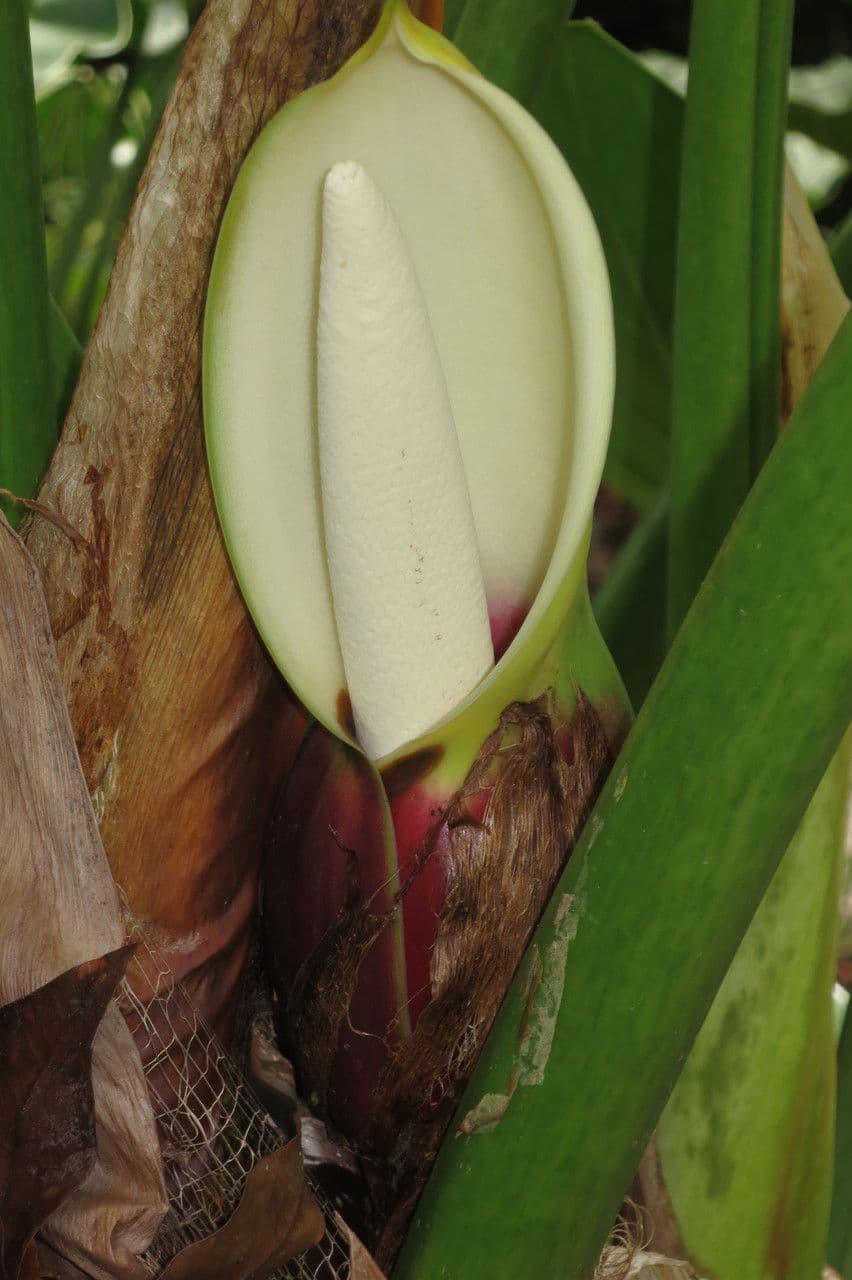 Philodendron géant 3