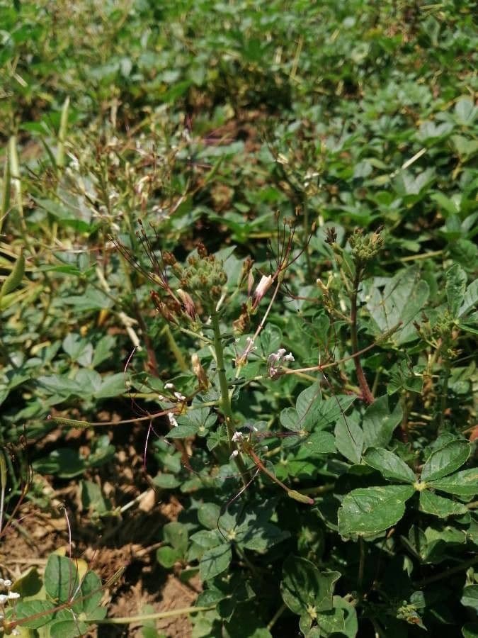 Cleome 9