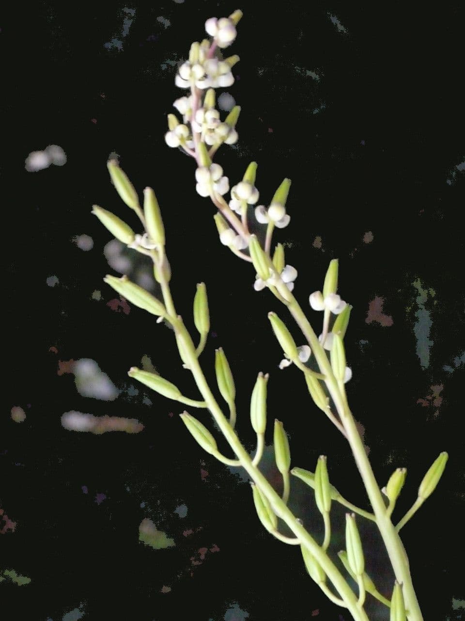 Triglochina bulbosa 14