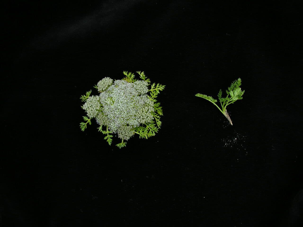 Cortiella 3